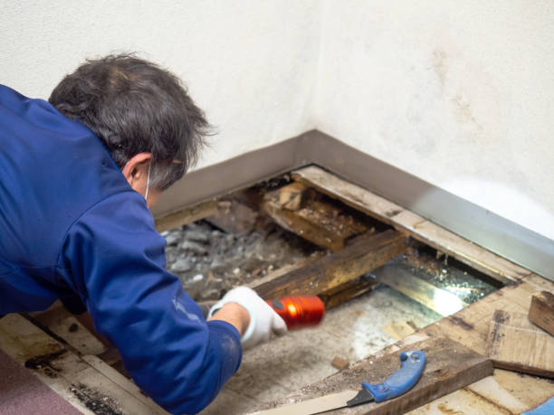 Best Mold Remediation  in Mcpherson, KS