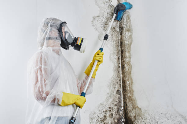 Best Mold Removal Process  in Mcpherson, KS