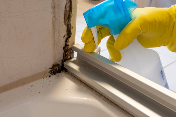 Best Fast Mold Removal  in Mcpherson, KS