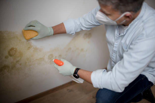 Best Home Mold Removal  in Mcpherson, KS