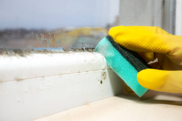 Best Mold Cleaning Services  in Mcpherson, KS