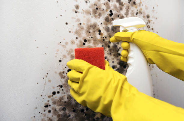 Best Commercial Mold Removal  in Mcpherson, KS