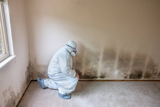 Best Mold Testing and Removal  in Mcpherson, KS