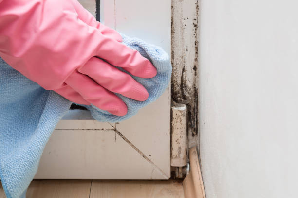 Best Mold Testing  in Mcpherson, KS